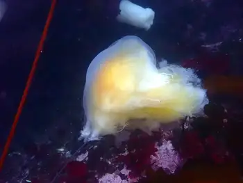 Egg Yolk Jelly