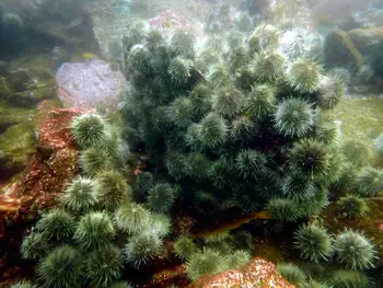Green Sea Urchins