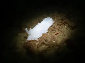 California Berthella