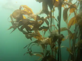 Giant Kelp