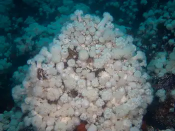 Short Plumose Anemones