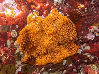 Tunicates