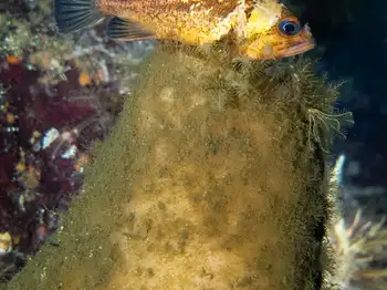 Quillback Rockfish