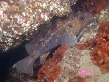 Brown Rockfish