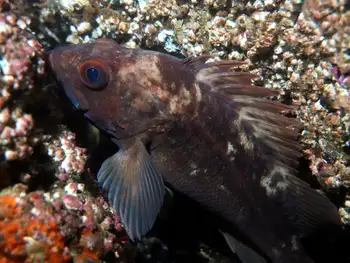 brown rockfish