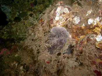 Coarse Sea Fir Hydroids and Nanaimo Nudibranch