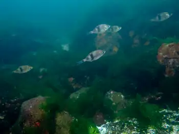Pile Perch