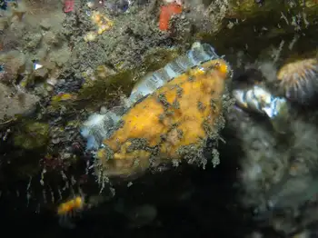 Giant Limpet