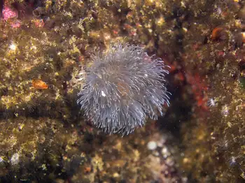 Short Plumose Anemone