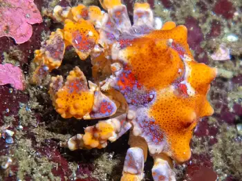 Puget Sound King Crab