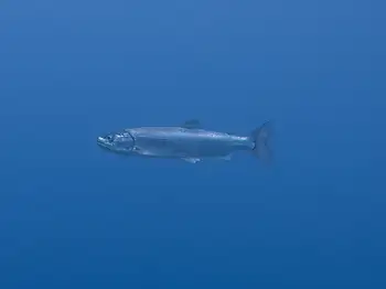 kokanee salmon
