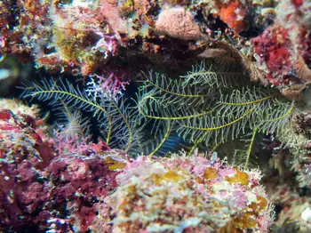 Golden Feather Star