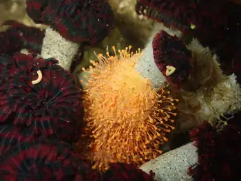 Vancouver Feather Duster Worms and E Unknown