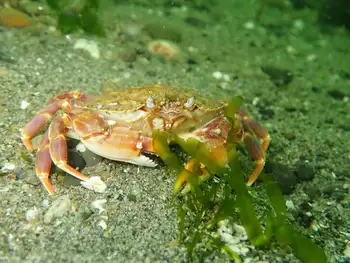 graceful crab