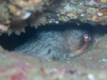 Giant Pacific Octopus