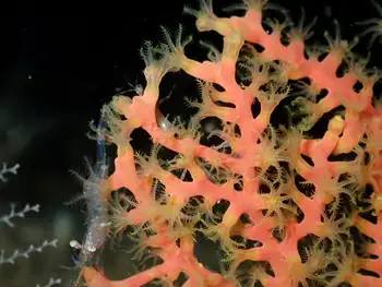 dwarf red gorgonian coral