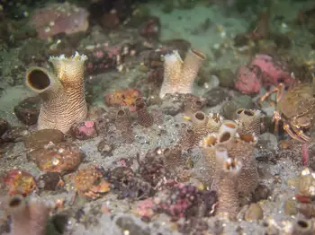 Rough Piddock Clams