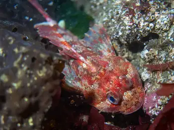 Red Irish Lord Sculpin