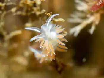 Red Gilled Nudibranch