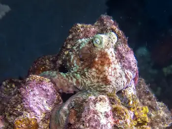 Caribbean Reef Octopus