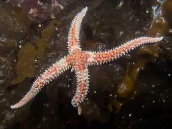 Rainbow Star