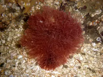 Filamentous Red Seaweed