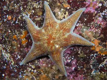 Leather Star