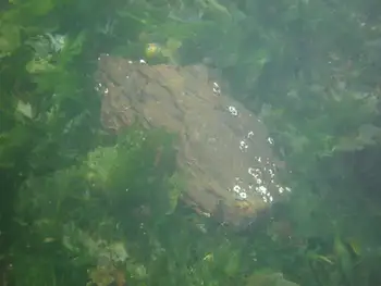 Submerged Wood