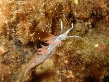 Three Lined Nudibranch