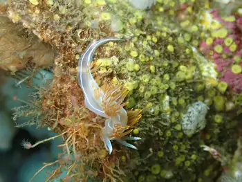 three lined nudibranch