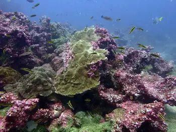 porites lobata coral