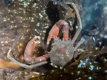 Southern Kelp Crab