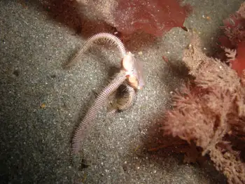 burrowing brittle star