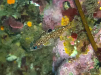 Young of Year Rockfish