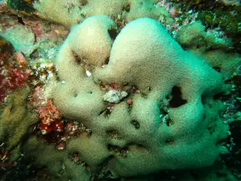 Pavona Coral