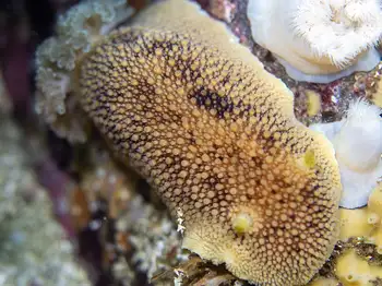 Noble Sea Lemon