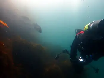 Diver and Kelp