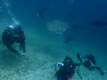 Sting Ray and Divers