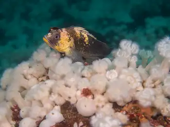 Quillback Rockfish