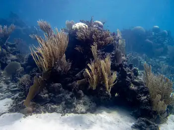 Dive Site