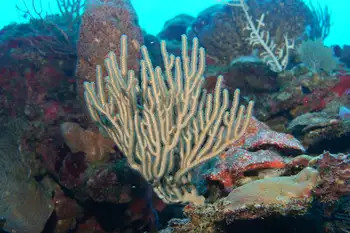 Coral