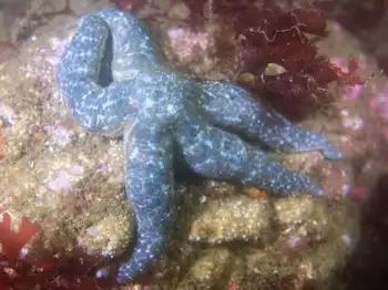 Mottled Star