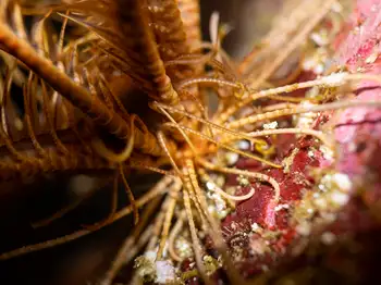 Northwest Feather Star