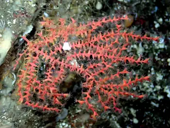 Dwarf Red Gorgonian Coral