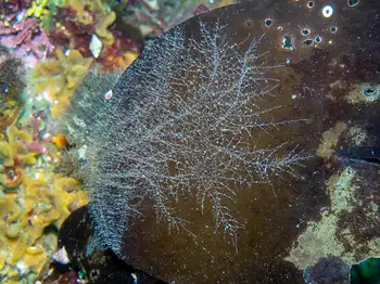 Hydroids