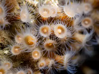 Orange Zoanthids