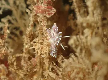 Red Flabellina Nudibranchs