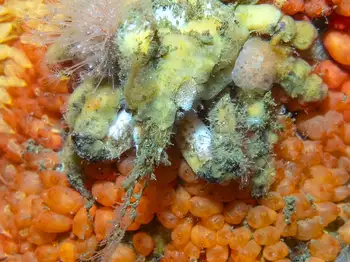 tunicate