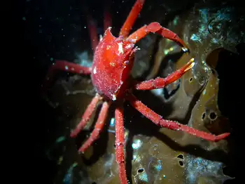 Northern Kelp Crab