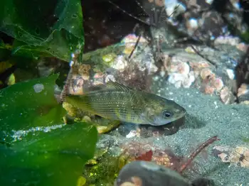 Shiner Perch